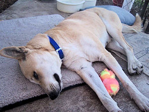 Sadie After Being Brought Into Our Yard