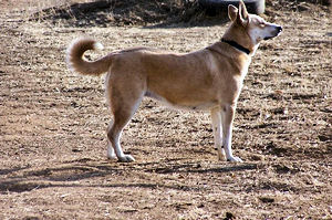 Sadie playing out back