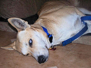 Sadie In The House Laying On The Doggie Bed