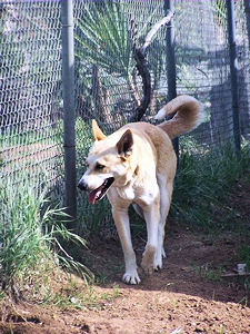 Sadie Outside Playing With Cali At The Fence