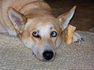 Sadie Enjoying A Rawhide Chewy On The Rug