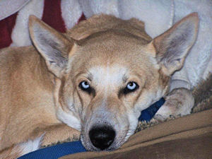 Sadie On The Sofa