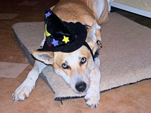 Sadie All Dressed Up For Halloween