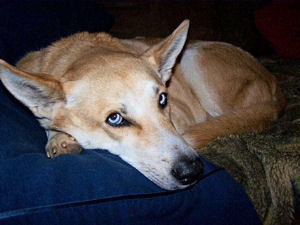 Sadie On The Sofa
