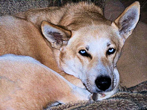 Sadie On The Sofa