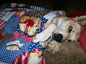 Sadie With Her New Blanket