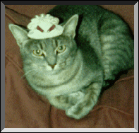 Hat Cat