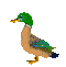 duc7.gif (1264 bytes)