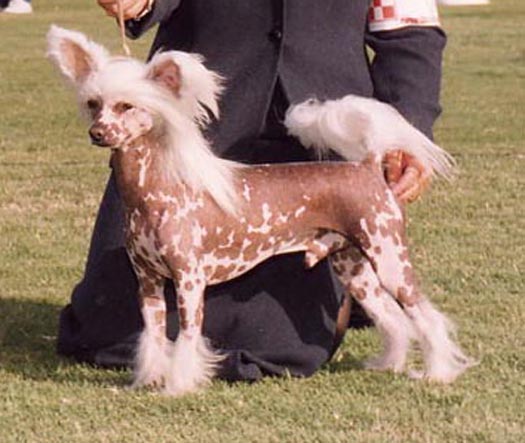 Elvis