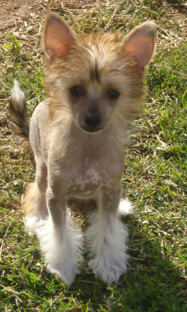 Simon