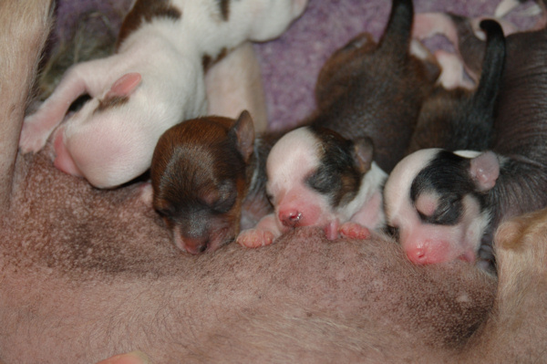 Leo, Simon, Bingo & Fiona