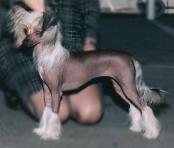 Tinkerbell