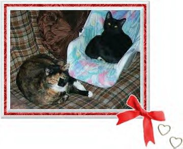 Angel & Squeaky (7 & 6 Yrs Old)