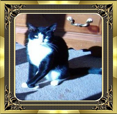 Honey (Approx. 2 Years Old)