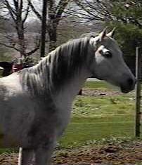 DAHFINAH ROYEL T showing his bloody-shoulder marking that *AL HAMDANIAH is so well-known for