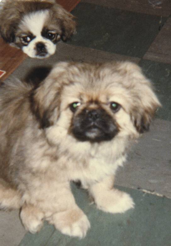puppies