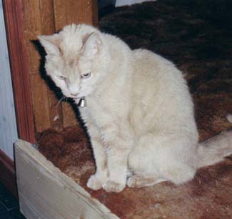 shelly