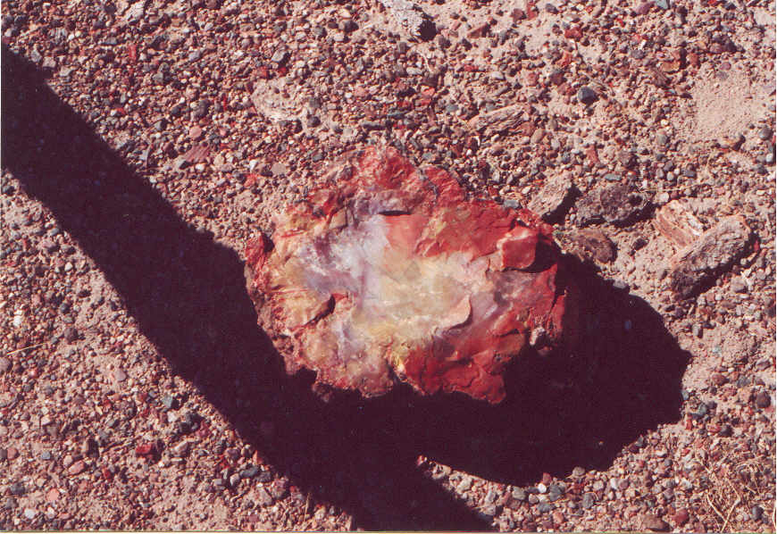 Petrified Wood in the Petrified Forest National Park. Agate House Trail.