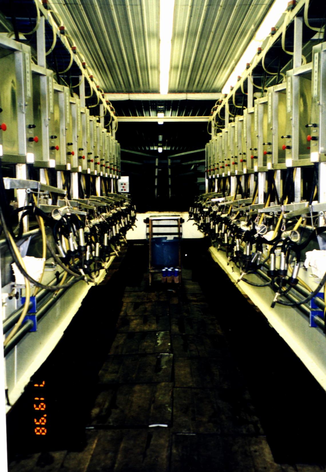 A view from the front of the milking
parlor.