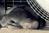 Well, I WAS sleeping!