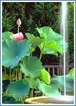 hollyhocks@fountain