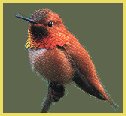 male rufous