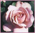 Sexy Rexy Floribunda Rose