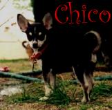 Chico's Chihuahua Bytes!