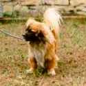 Joschi