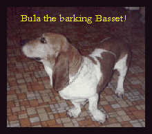 Bula the barking Basset