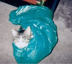 cat in a bag!