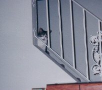 stair cat