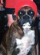 Rocky the Boxer