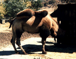 camel-th.gif