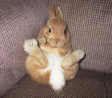 Almond, female, Netherland Dwarf, 6 months old (as of September 1999), owned by Jennifer Langston