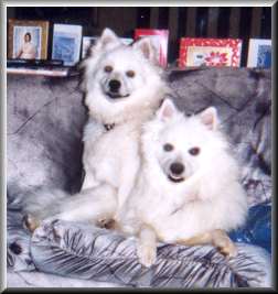 Best Buddies