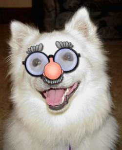 luke with Glasses on