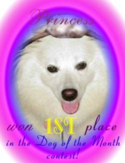 Princess Leia wins 1st place in the most photogenic dog contest!