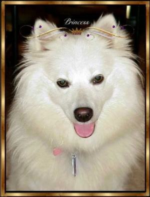 princess Packer