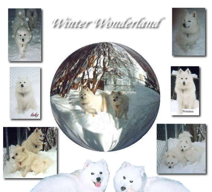 winter wonderland