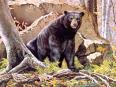 Black Bear