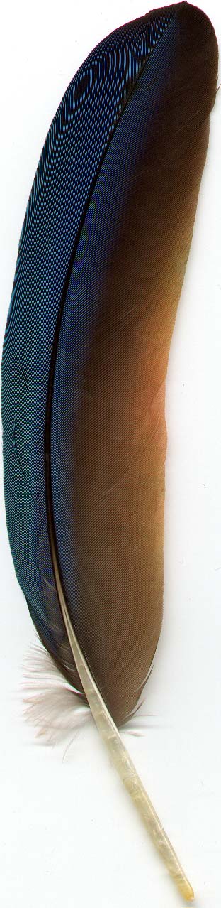 Blue Macaw Feather
