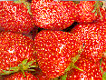 Fresh Berries