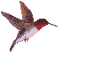 Humming Birds