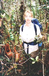 pitcher plant