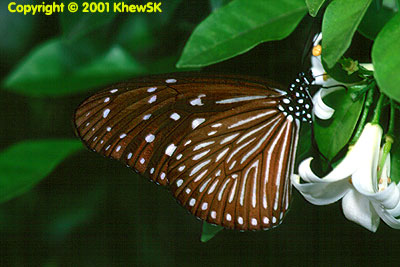 The Striped Blue Crow (Female)