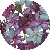 oleanders