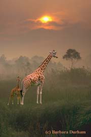 Giraffes at Dawn