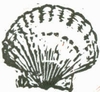 scallop