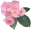 /user/pnkroses.gif